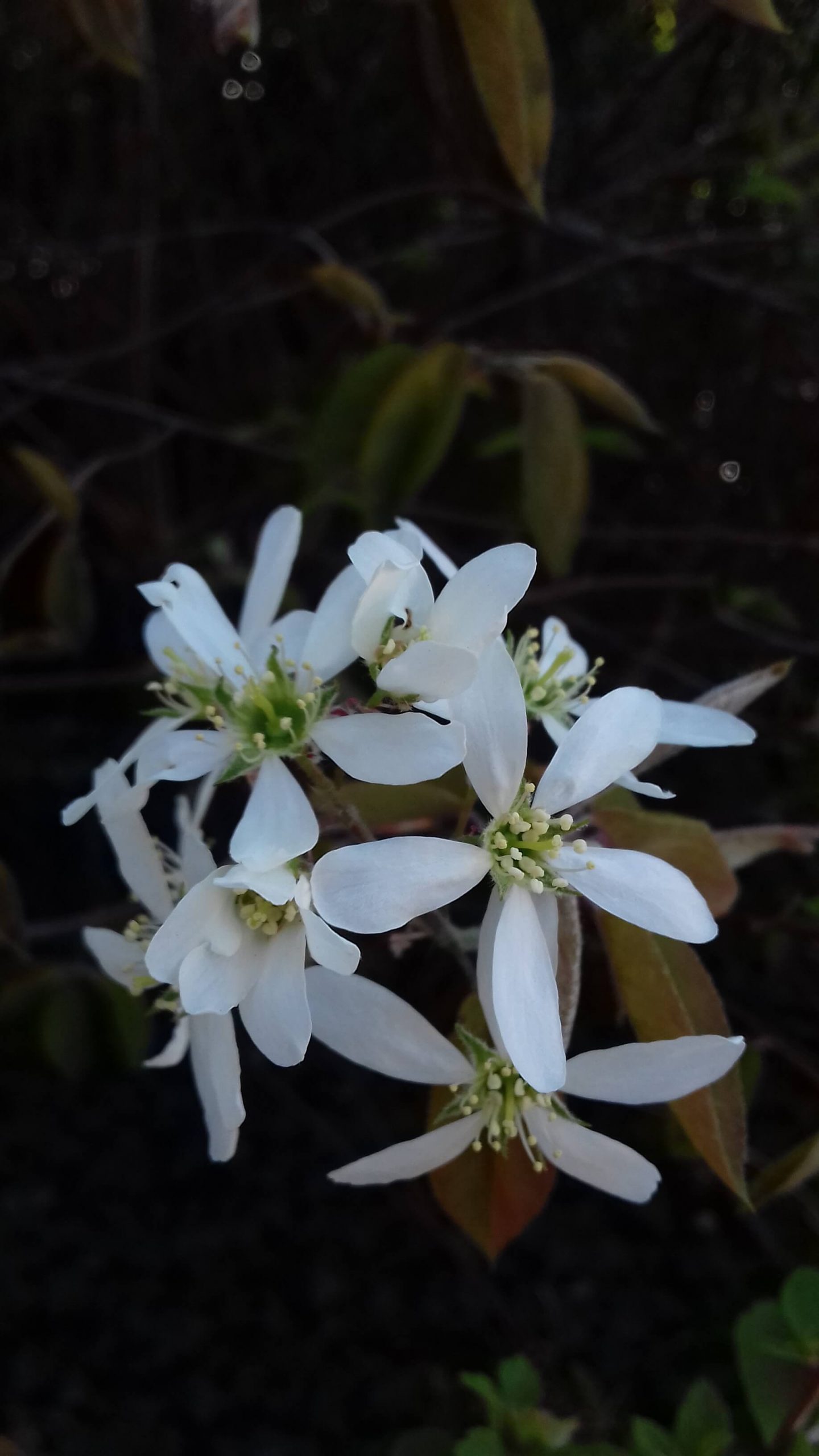 Grootvruchtige krent Amelanchier alnifolia Krasnojarskaja, In 12cm pot( laat rijpend)