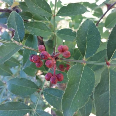 Szechuanpeper, Zanthoxylum simulans in p9pot