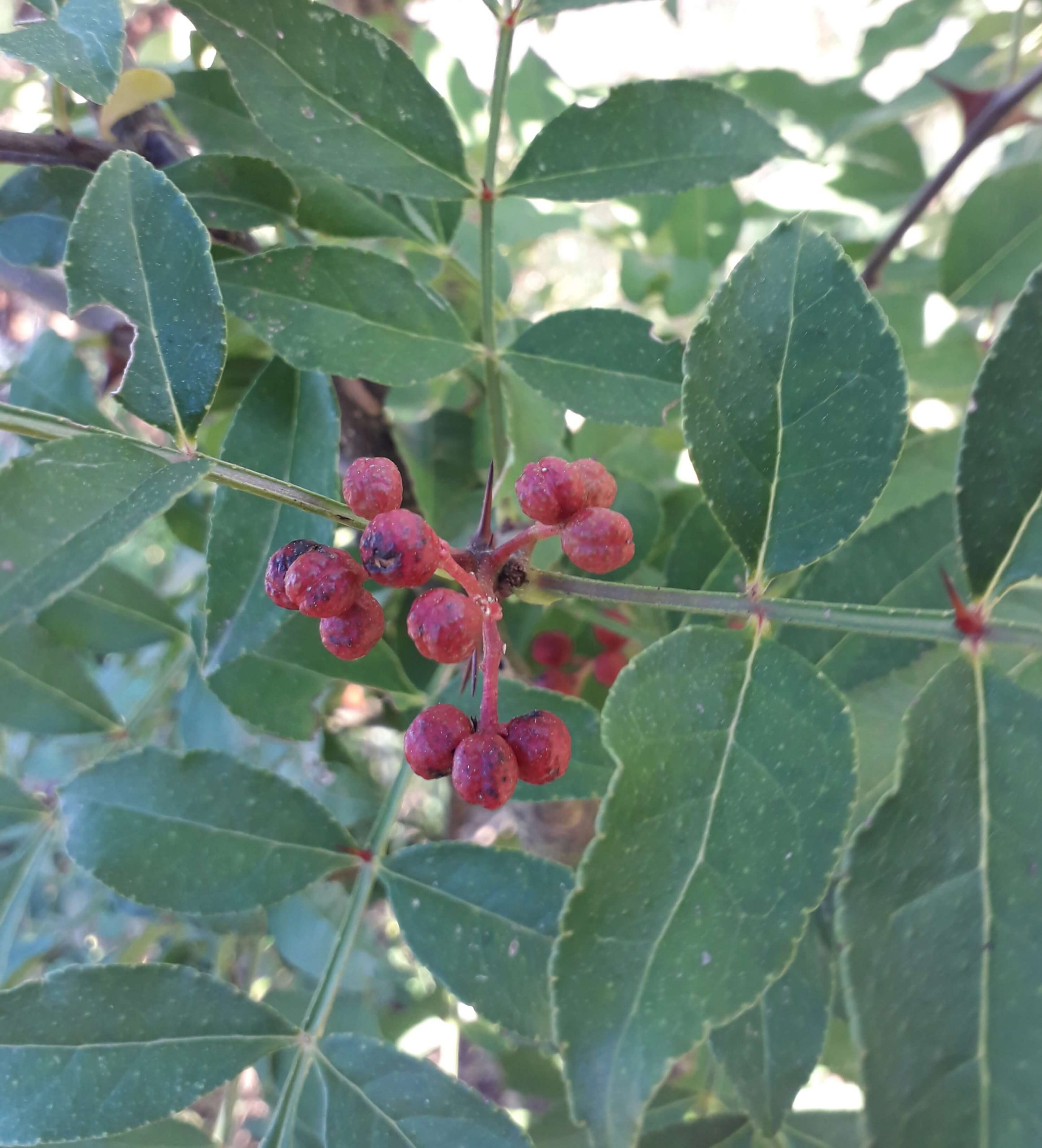 Citruspeper, Zanthoxylum al. planispinum (semi-wintergroen**) Jonge plant in 3L pot
