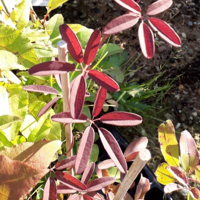 Chocoladerank, Akebia quinata 100cm+