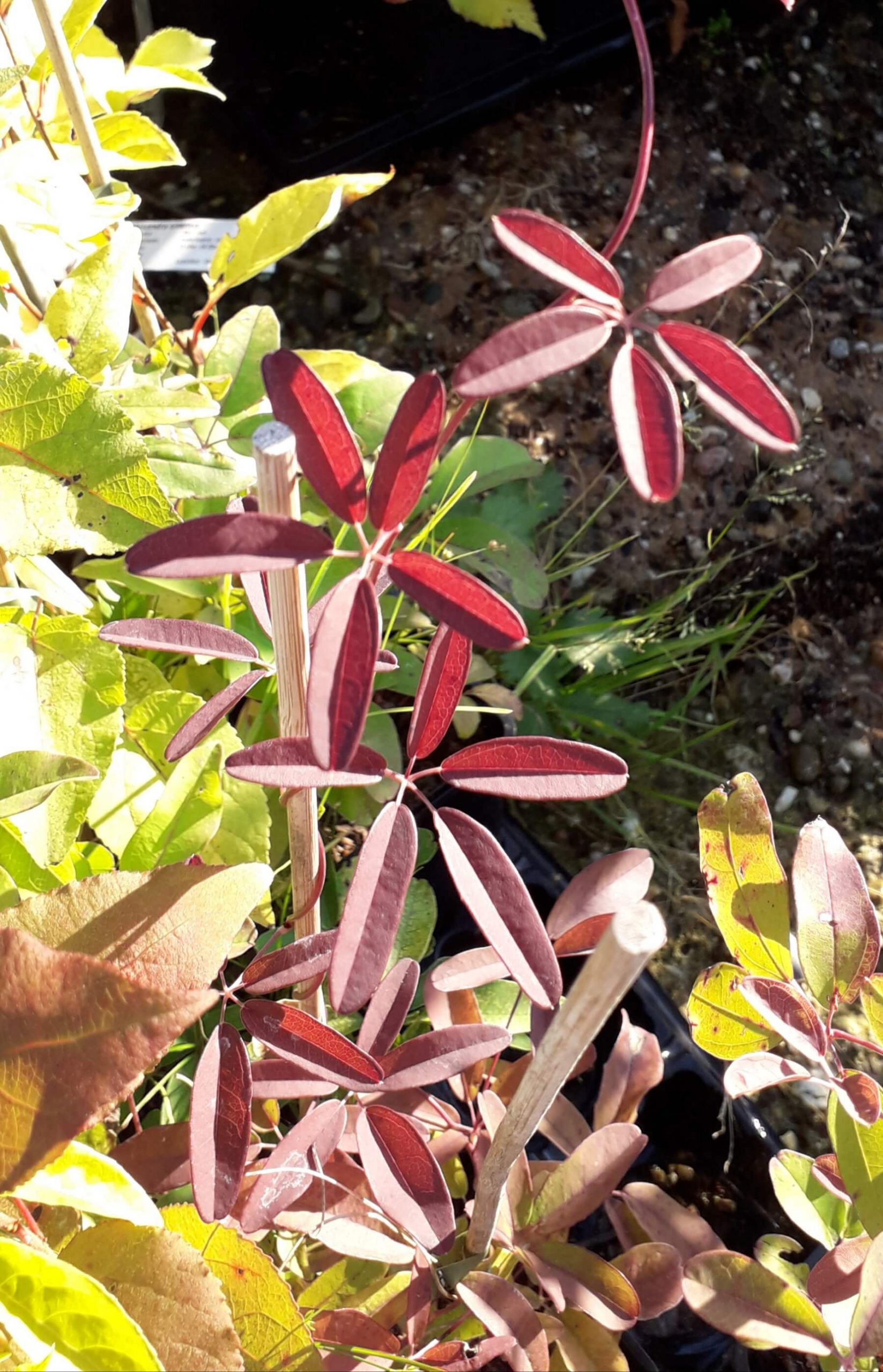 Chocoladerank, Akebia quinata 100cm+