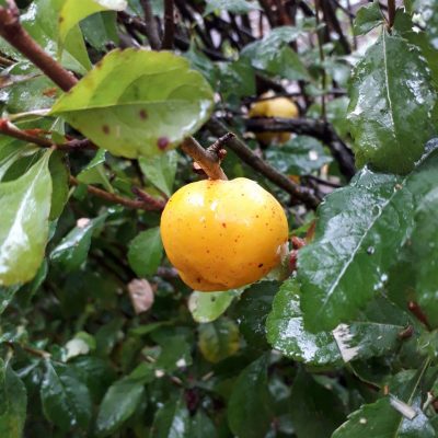 Japanse Kweepeer, Chaenomeles japonica 'Cido' (Beste vruchtselectie!)planten in p9pot