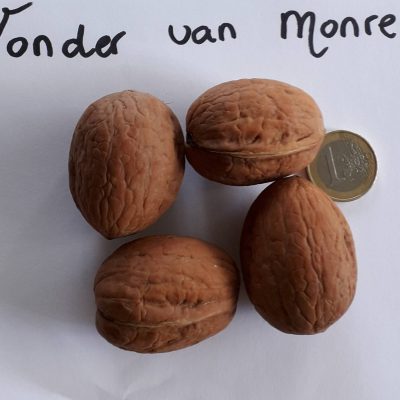 Walnoot, Okkernoot Juglans regia 'Wonder von Monrepos' de lekkerste en beste walnoot(spillen in 3Lpot)