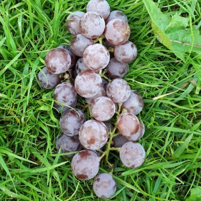 Rood/blauwe druif Vitis 'Reliance' in 1Lpot mooie plant