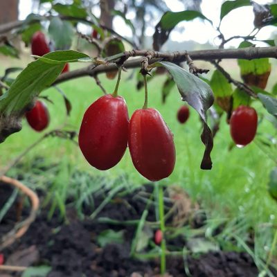 Grootvruchtige kornoeljekers, Cornus mas 'Kasanlaker'( 100cm+spillen in2L pot)