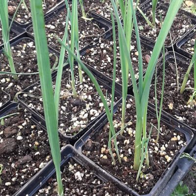 Oerprei, Allium ampeloprasum (3 tot 5Planten in 0,8Lpot)
