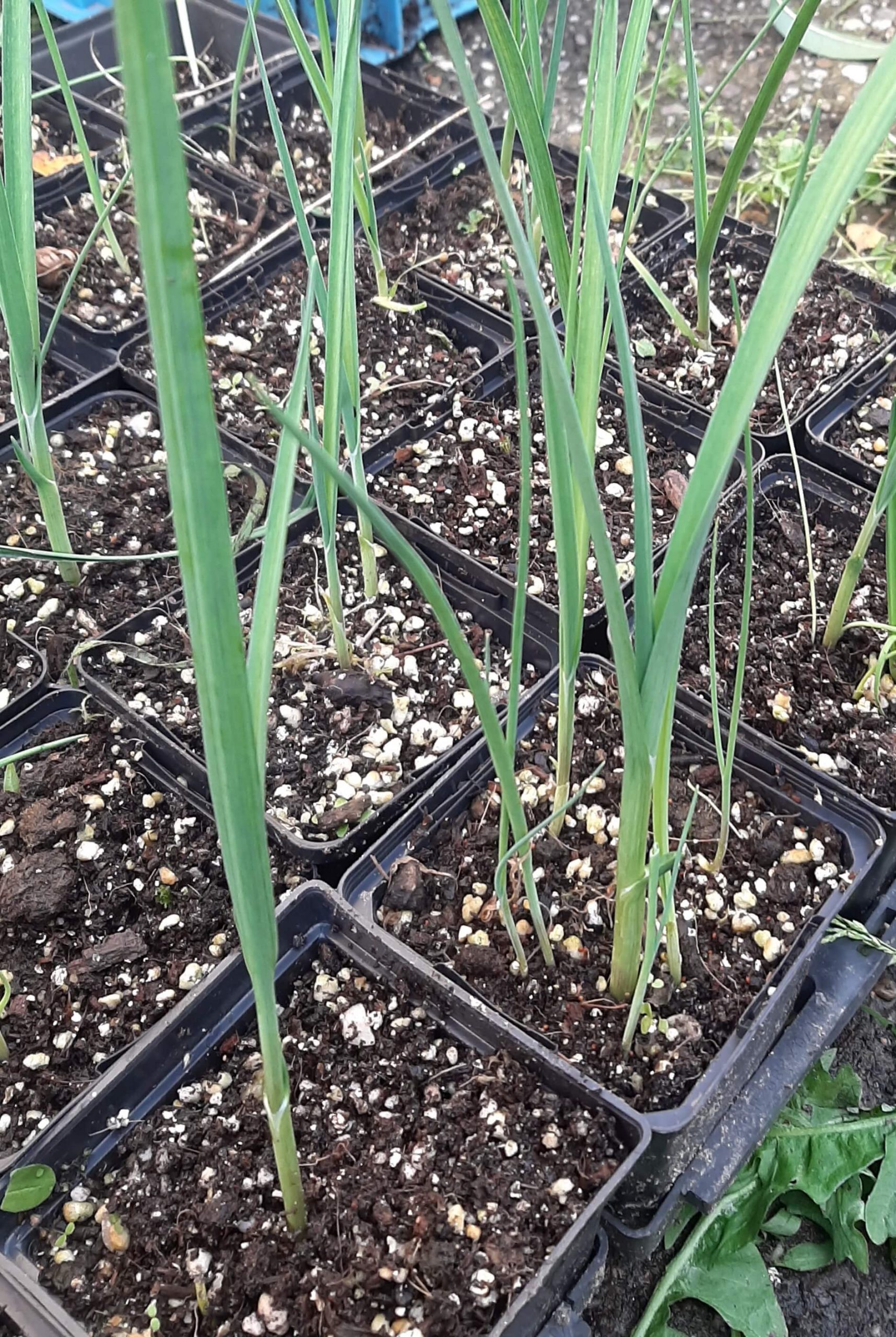 Oerprei, Allium ampeloprasum (3 tot 5Planten in 0,8Lpot)
