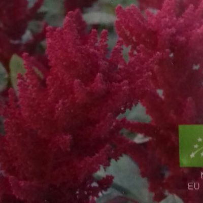 Amarant Bio