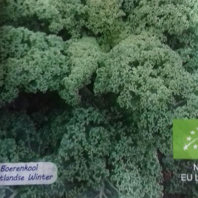 Boerenkool 'Westlandse Winter' Bio