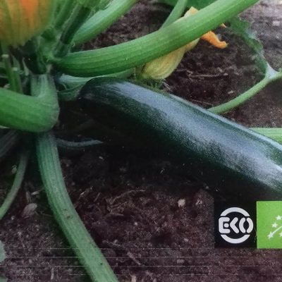 Courgette 'Black Beauty' Bio