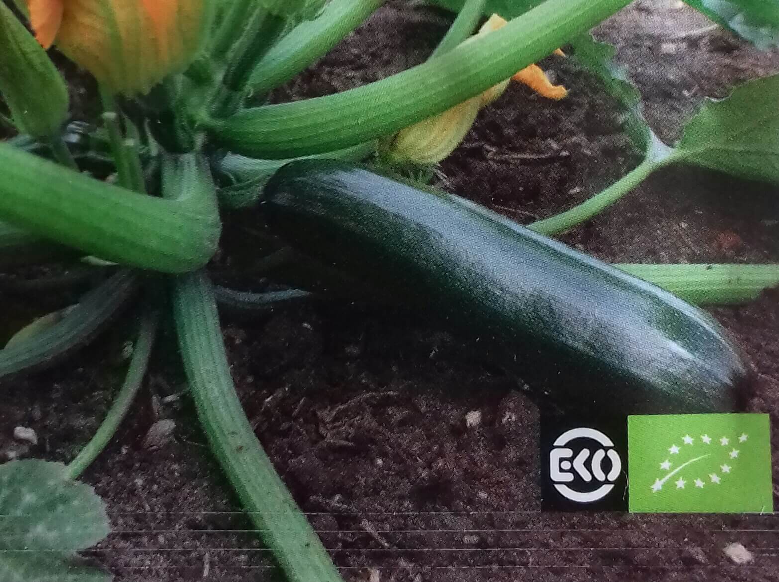 Courgette 'Black Beauty' Bio