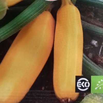 Courgette 'Ola Gabriella F1' Bio