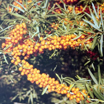 Duindoorn Hippophae rham. 'FRUGANA' ® Planten in p9pot