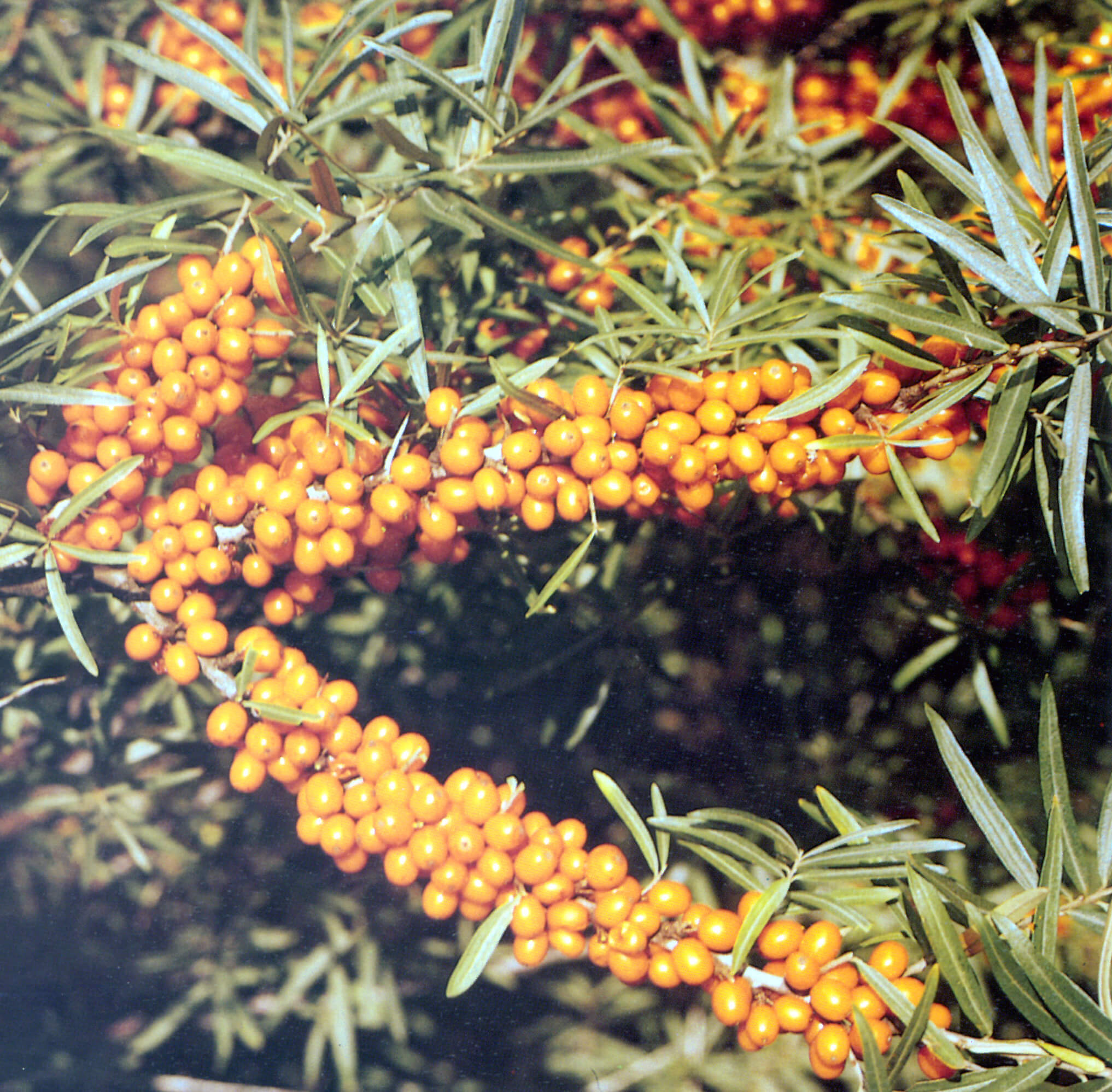 Duindoorn Hippophae rham. 'FRUGANA' ® Planten in p9pot