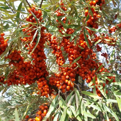 Duindoorn, Hippophae rham. ‘SIROLA’ ®