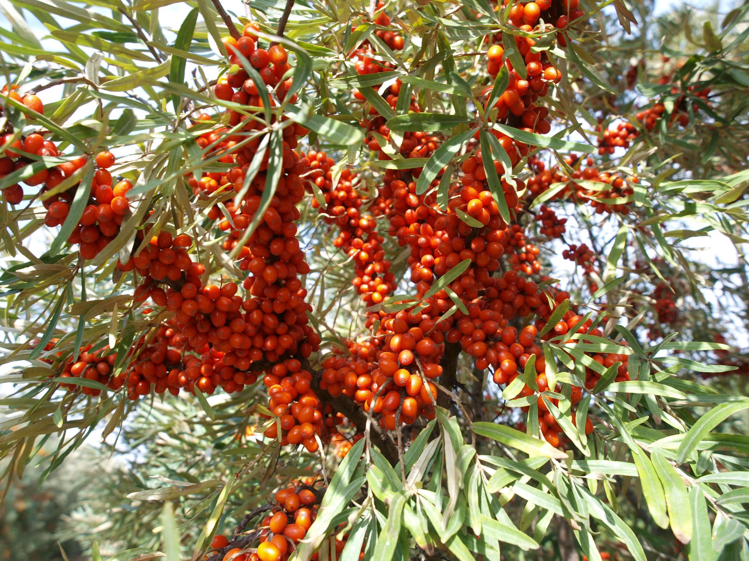 Duindoorn, Hippophae rham. ‘SIROLA’ ®