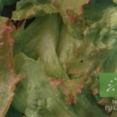 IJsbergsla 'Grazer Krauthauptel 2' Bio
