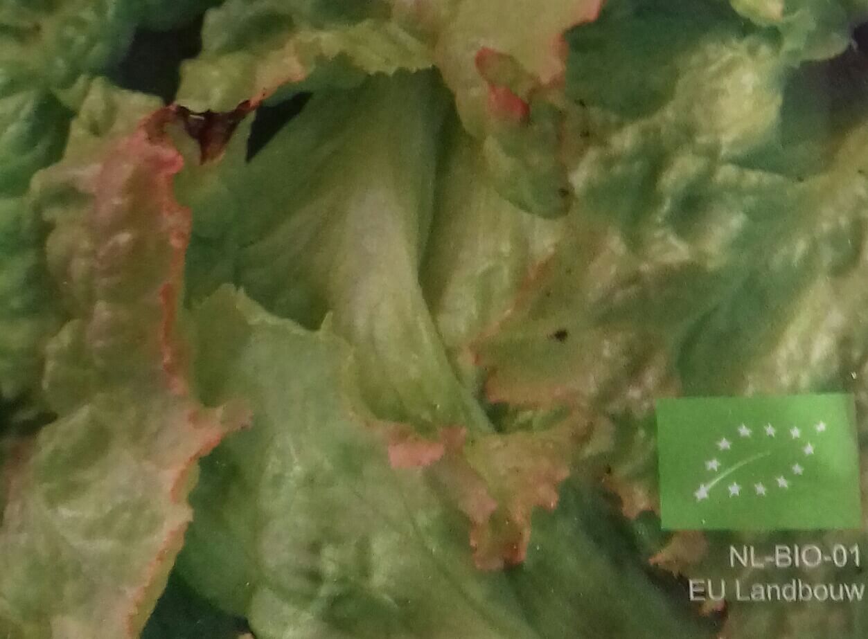 IJsbergsla 'Grazer Krauthauptel 2' Bio