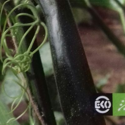 Klimcourgette 'Ola Escaladora' Bio