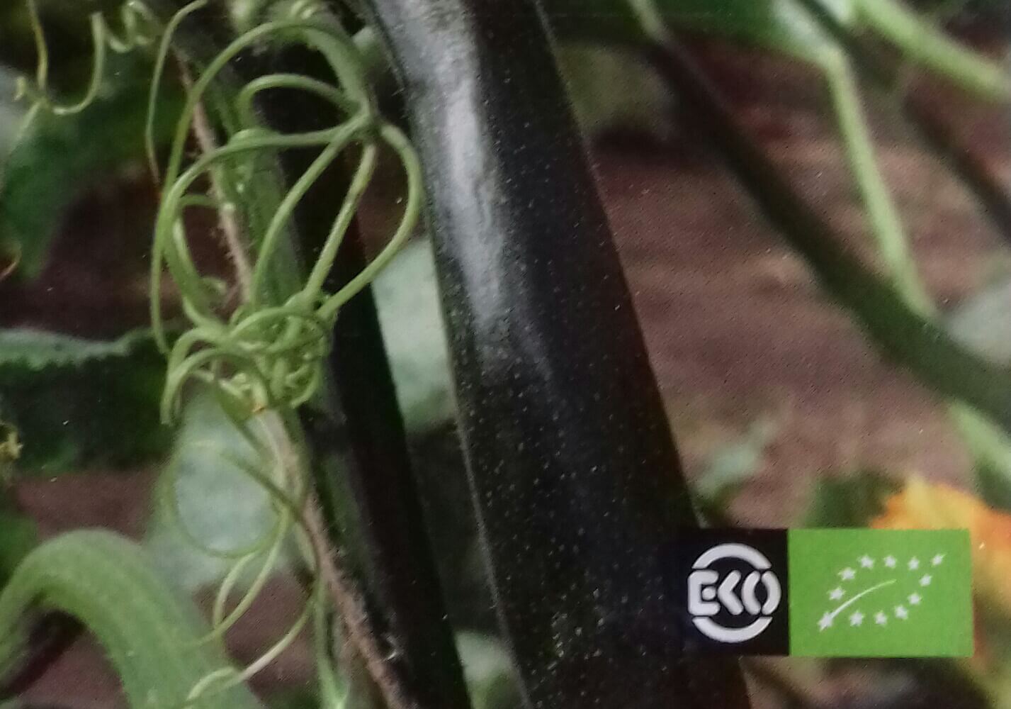 Klimcourgette 'Ola Escaladora' Bio