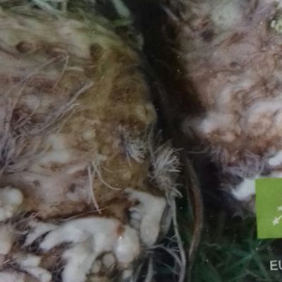 Knolselderij 'Roem van Zwijndrecht' Bio
