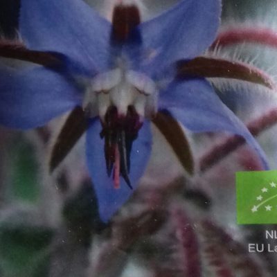 Komkommerkruid Bio