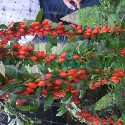 Goji-bes Lycum Barbarum ´BIG LIFEBERRY´® (Jonge planten in p9pot)