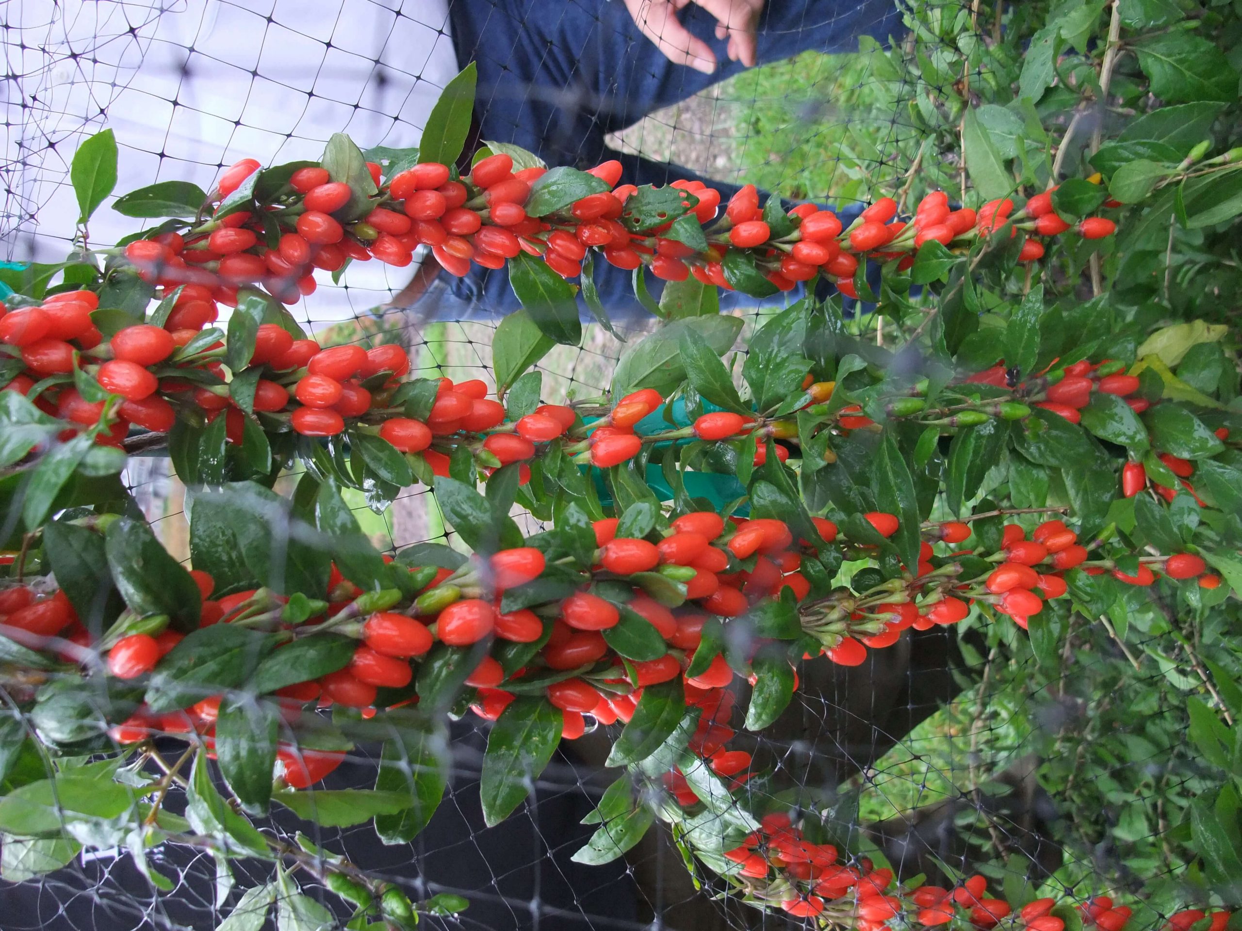 Goji-bes Lycum Barbarum ´BIG LIFEBERRY´® (Jonge planten in p9pot)