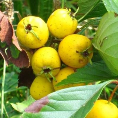 Mexicaanse meidoorn Crataegus mexicana, planten 3Lpot op biowijze gekweekt