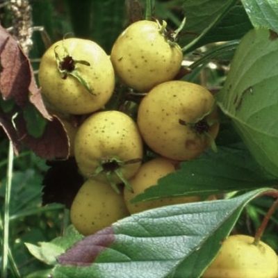 Grootvruchtige rode meidoorn Crataegus pinnatifada 'Major' Jonge spil in 3Lpot