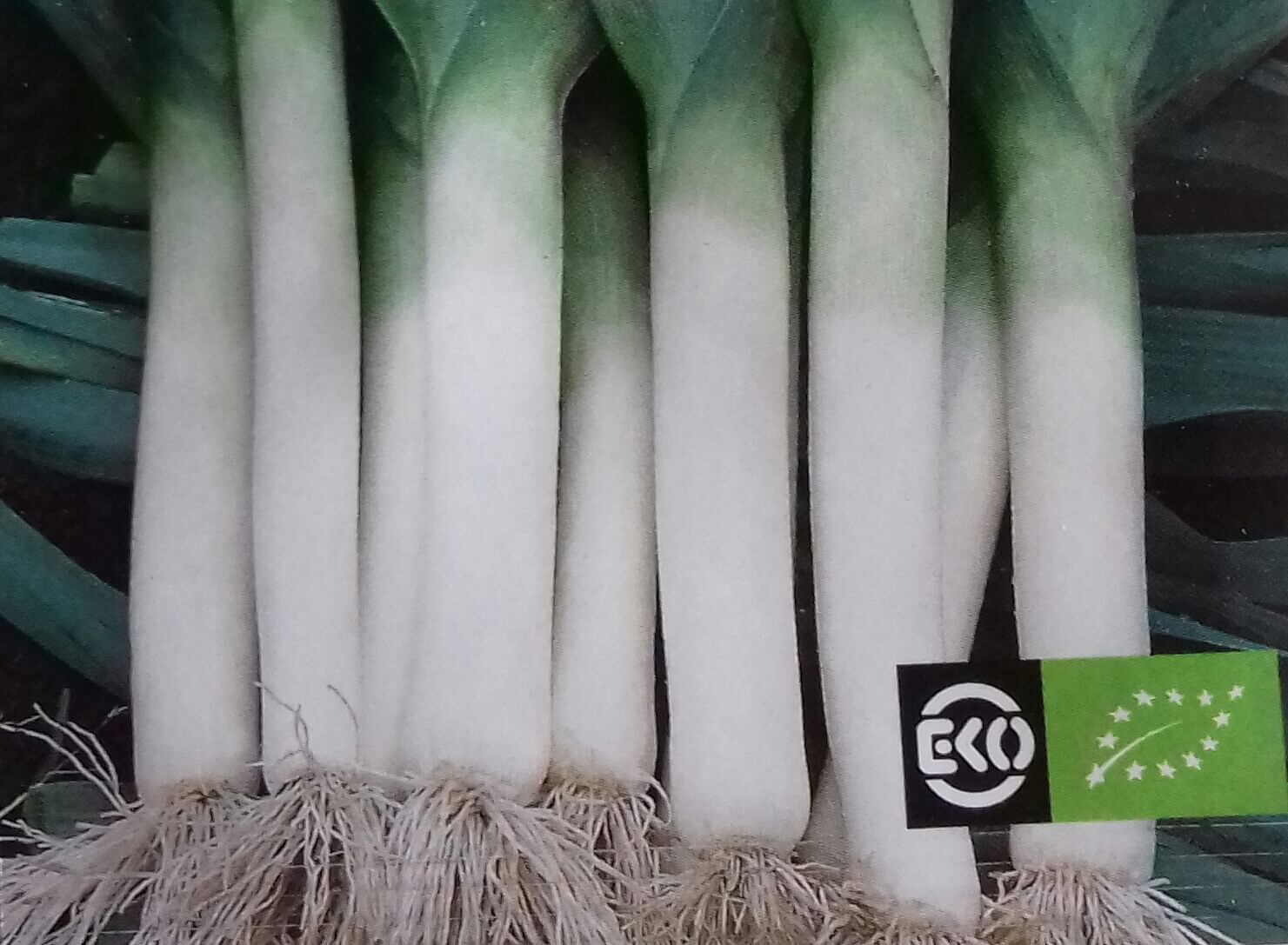 Prei 'Blauwgroene Herfst' Bio