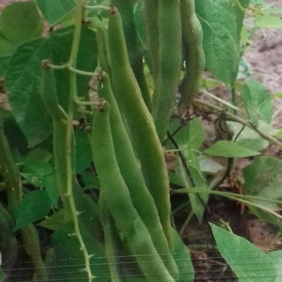 Pronkboon 'Lady Di' Bio