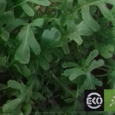 Rucola Eruca sativa 'Esmée'