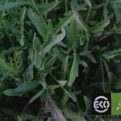 Rucola 'Selvatica' Bio