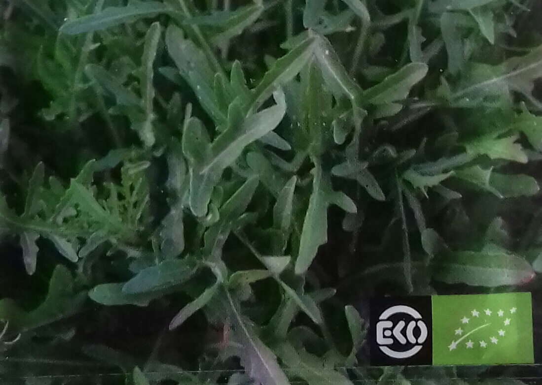 Rucola 'Selvatica' Bio