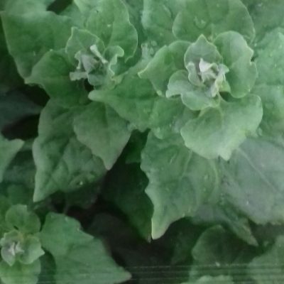 Spinazie 'Nieuwzeelandse' Bio