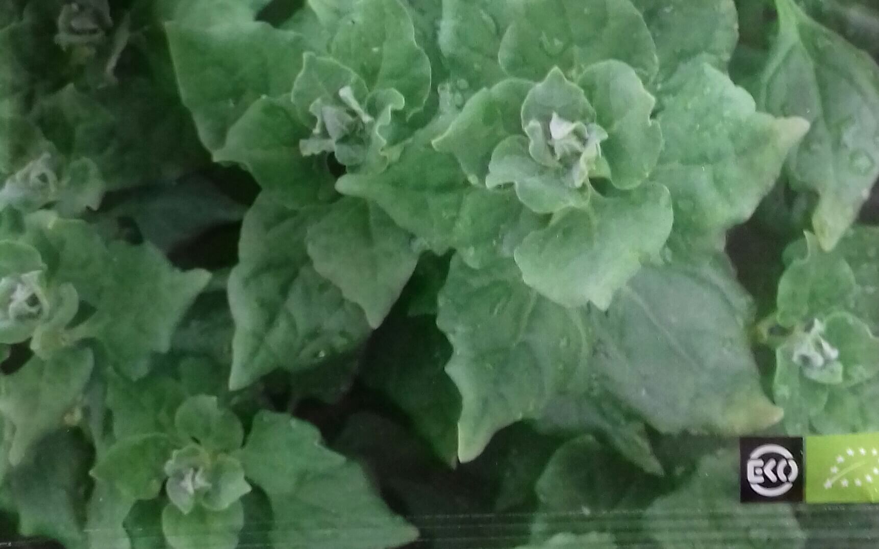Spinazie 'Nieuwzeelandse' Bio