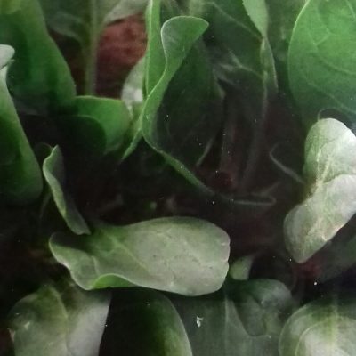 Spinazie 'Winterreuzen' Bio