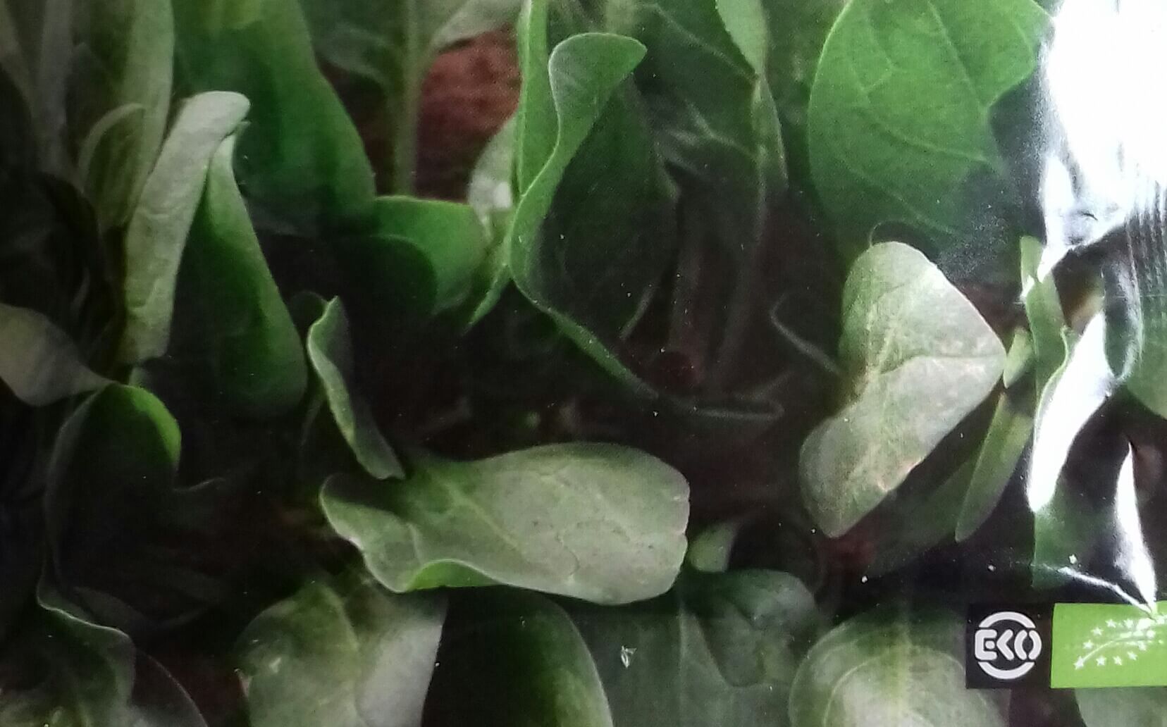 Spinazie 'Winterreuzen' Bio