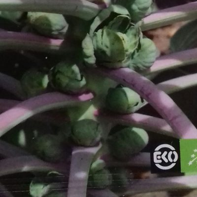 Spruitkool 'Groninger' Bio
