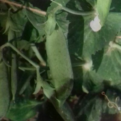 Stam-doperwt 'Kelvedon wonder' Bio