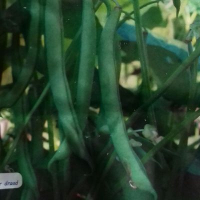 Stamslaboon 'Domino' Bio