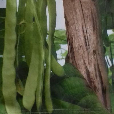 Stoksnijboon 'Vitalis' Bio