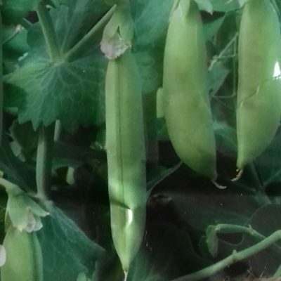 Sugar Snap 'Nairobi' Bio