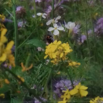 Bloemenmengsel, Tübingermengsel Bio