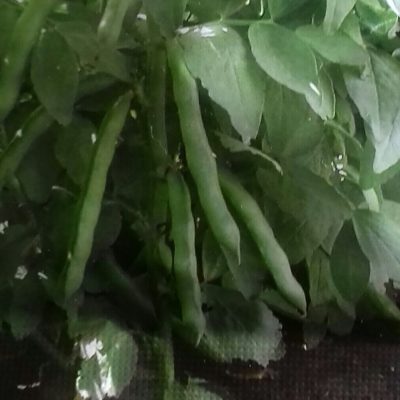 Tuinboon 'Eleonora'