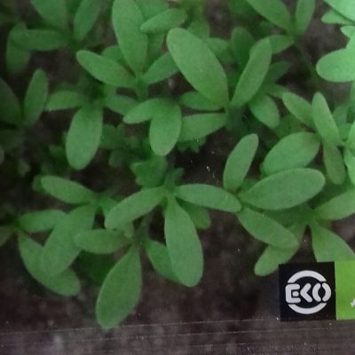 Tuinkers 'Cressida' Bio