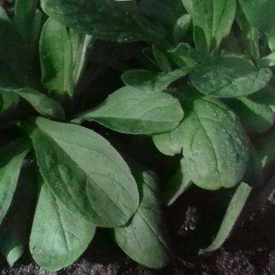 Veldsla 'Grote Noordhollandse' Bio