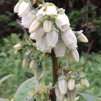 Roze bosbes, Vaccinium 'Pink lemonade'( planten in p9 pot)