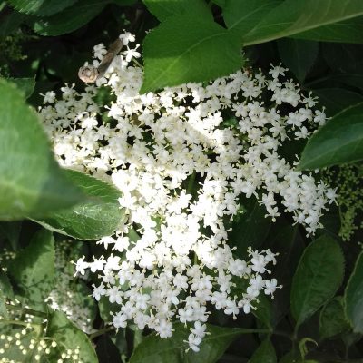 Vlier Sambucus Nigra 'Haschberg', goed ras (jonge planten in pot)
